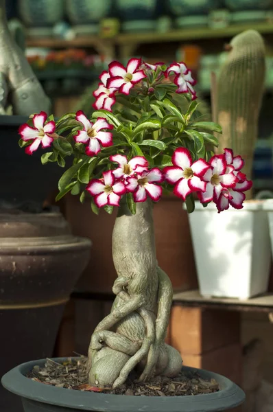 Fleur rose, Adenium obesum tree, Rose du désert — Photo