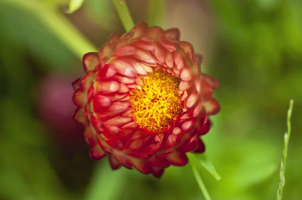 Close up strawflower on green background — Stock Photo, Image