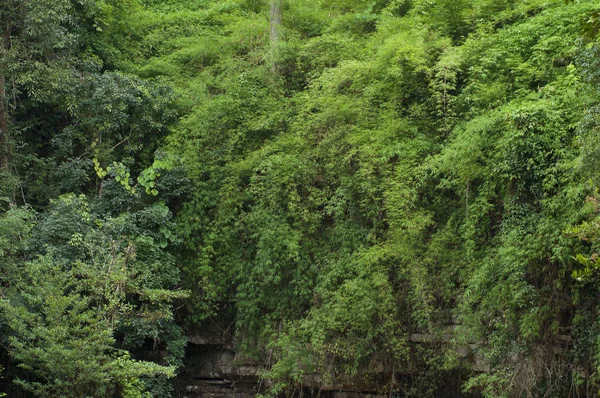 Groene Woud met klif — Stockfoto