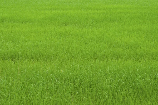 緑の草田 — ストック写真