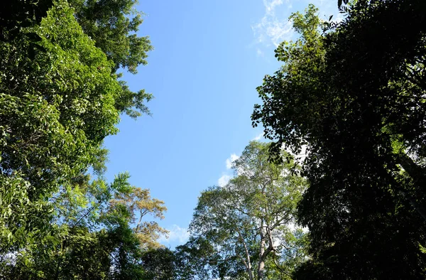 숲을 통해 푸른 하늘에 올려 — 스톡 사진