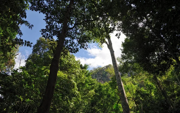 Opzoeken in de blauwe lucht door een bos — Stockfoto