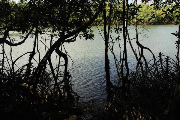 Mangrove v tropickém pralese — Stock fotografie