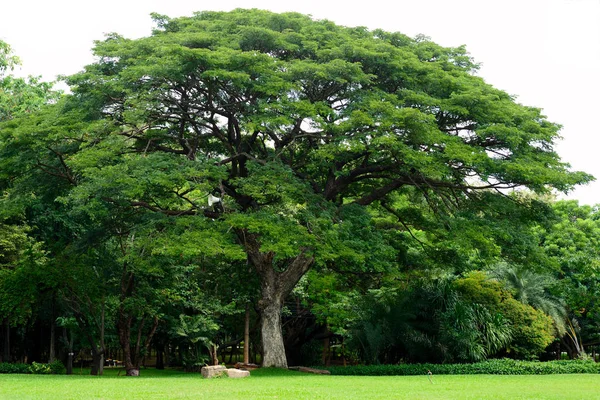 Deszcz drzewo na zielony park — Zdjęcie stockowe