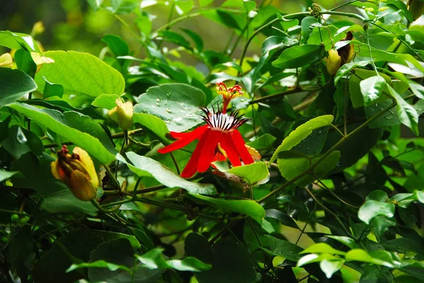 Červená Passion Flower: zblízka — Stock fotografie