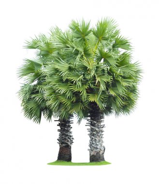 İki borassus flabellifer (Asya palmyra palm, toddy palm, şeker 