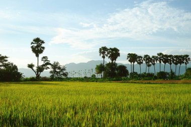 Pirinç eğe, gökkuşağı ve dağ: Tayland
