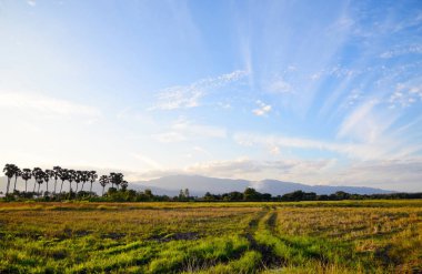 Pirinç alan ve dağ arka plan