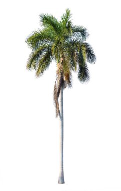 Royal palm izole yaprak döken