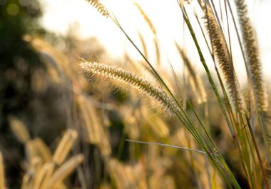 Gramineae çim kadar kapatın