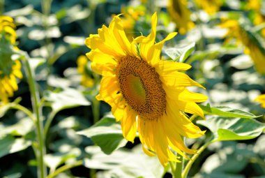 Ayçiçeği Bahçe kadar yakın