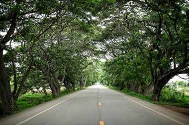 Yağmur ağaç tünel yol 