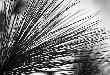  Closeup çam arka plan ayrılmak