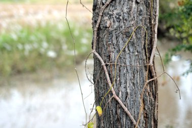 bir ağaç gövdesi closeup