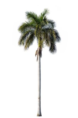 Beyaz arka plan üzerinde izole royal palm çiçeği