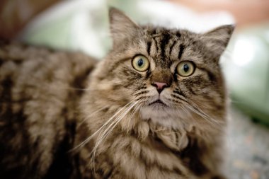 Kedi fotoğraf makinesi vasıl seyir yukarıya kapatmak 