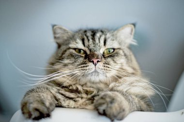 Kedinin burun kapatın