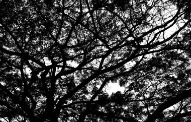 Yağmur ağaç siluet Şubesi