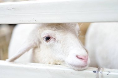 Closeup koyun çiftliğinde çitin arkasında