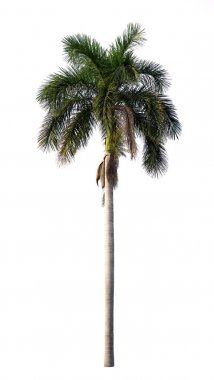 Royal palm izole yaprak döken