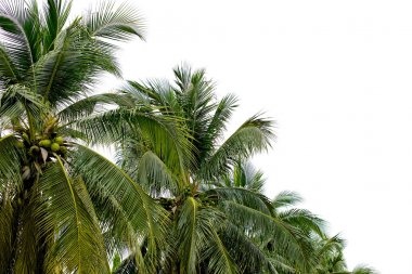 Hindistan cevizi palmiyeleri beyaz arkaplanda izole edilmiş