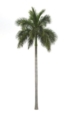 Royal palm beyaz arka plan üzerinde izole