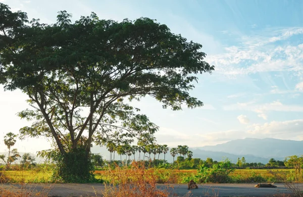 Imagen retroiluminada de un gran árbol en un camino rural — Foto de Stock