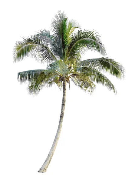 Árbol de coco aislado sobre fondo blanco —  Fotos de Stock