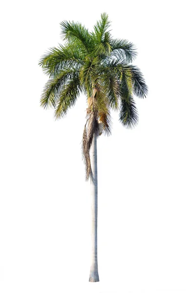 Royal palm shazuje listí, samostatný — Stock fotografie
