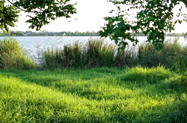 Gras in de buurt van het water bij zonsondergang: Close-up — Stockfoto
