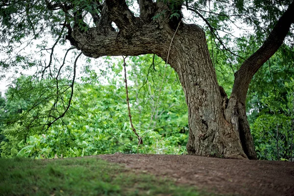 Huśtawka w ogrodzie drzewa: zbliżenie — Zdjęcie stockowe