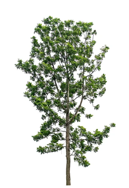 Albero isolato su sfondo bianco — Foto Stock