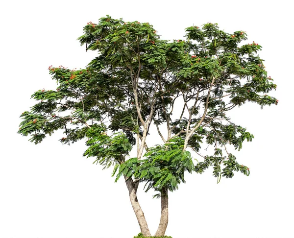 Caesalpinia pulcherrima Albero isolato su fondo bianco — Foto Stock