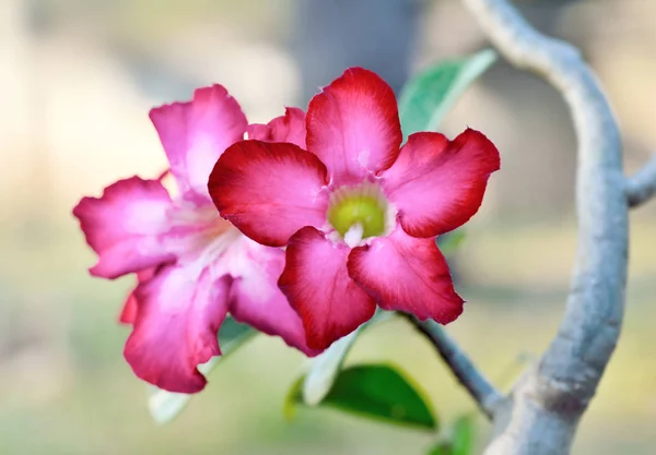 Růžová Desert Rose nebo Impala Lily nebo zesměšňovat Azalea květiny — Stock fotografie