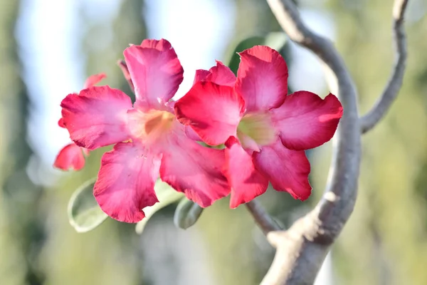 Růžová Desert Rose nebo Impala Lily nebo zesměšňovat Azalea květiny — Stock fotografie