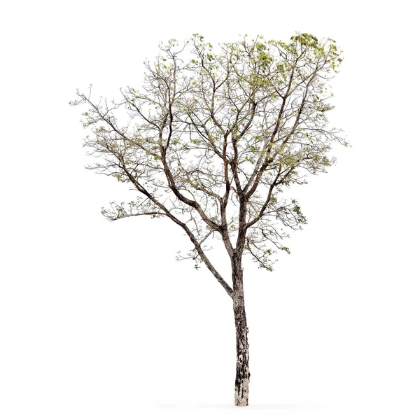 Árbol aislado sobre fondo blanco — Foto de Stock