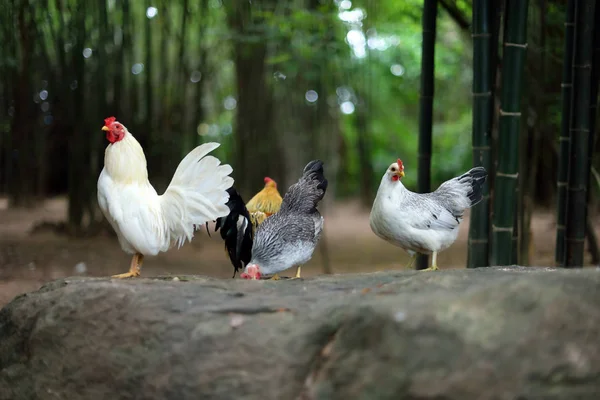Närbild kycklingar på klippan vid bambu bakgrund — Stockfoto