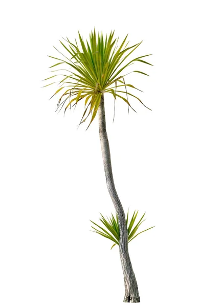 Árvore isolada, Dracaena loureiri Gagnep — Fotografia de Stock