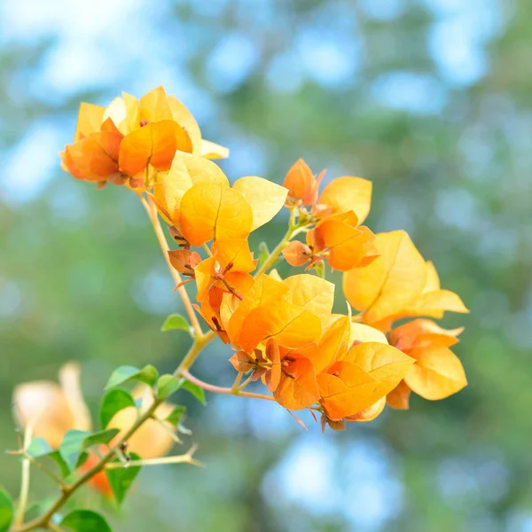 Orange popínavé květiny: Close up — Stock fotografie