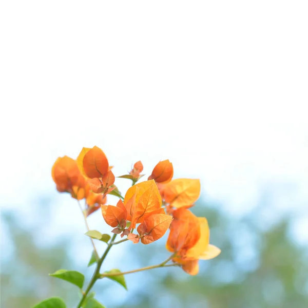 Orange popínavé květiny: Close up — Stock fotografie