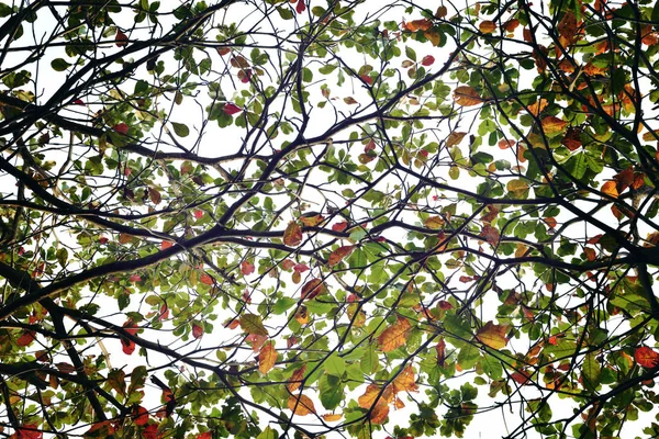 Tropical mandle list (Terminalia catappa): filtrovaného obrazu — Stock fotografie