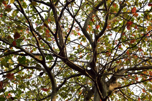 열 대 아몬드 잎 (Terminalia catappa) — 스톡 사진