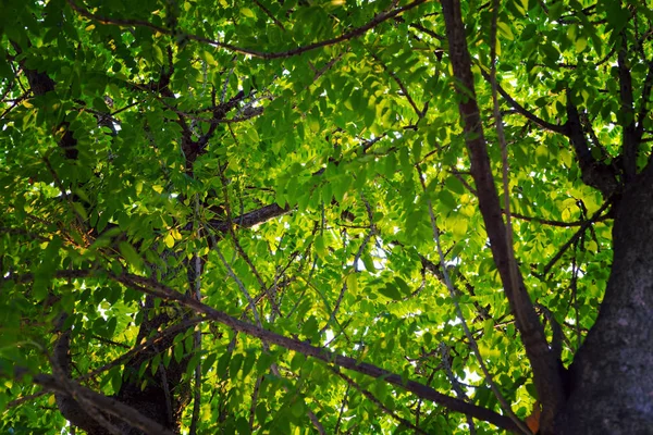 Närbild gröna löv bakgrund, filtreras — Stockfoto