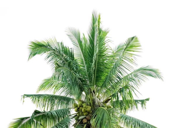 Árbol de coco de primer plano aislado sobre fondo blanco — Foto de Stock