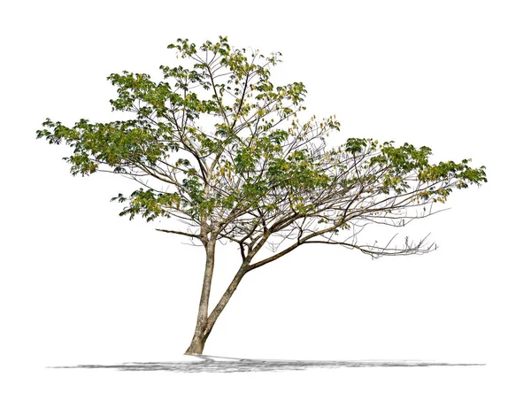 Árbol sobre fondo blanco — Foto de Stock