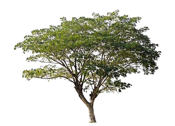 Árbol de lluvia aislado sobre fondo blanco —  Fotos de Stock