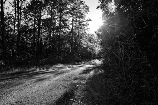 Straße im Dschungel, Thailand: Sonne mit Linsenschlag — Stockfoto