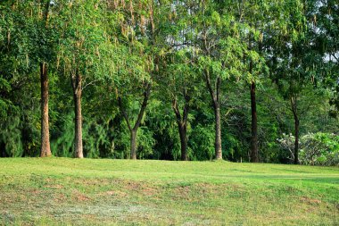 Tepenin arka plan ağaçta