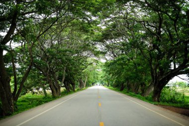 Yağmur ağaç tünel yol 