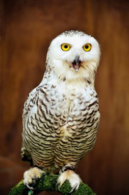 Kar baykuşu - Bubo scandiacus: portre